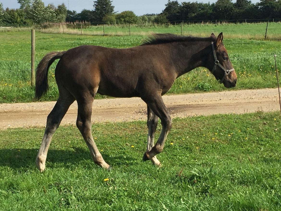 Barockpferd Vestergaard's Santiana billede 45