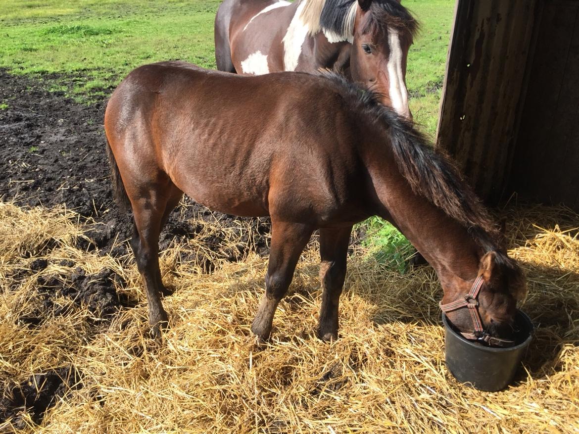 Barockpferd Vestergaard's Santiana billede 44