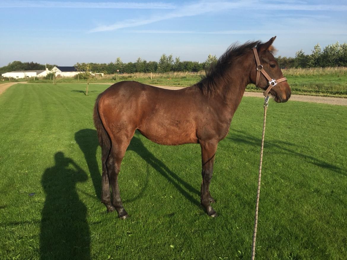 Barockpferd Vestergaard's Santiana billede 46