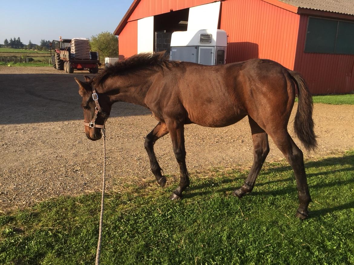 Barockpferd Vestergaard's Santiana billede 47