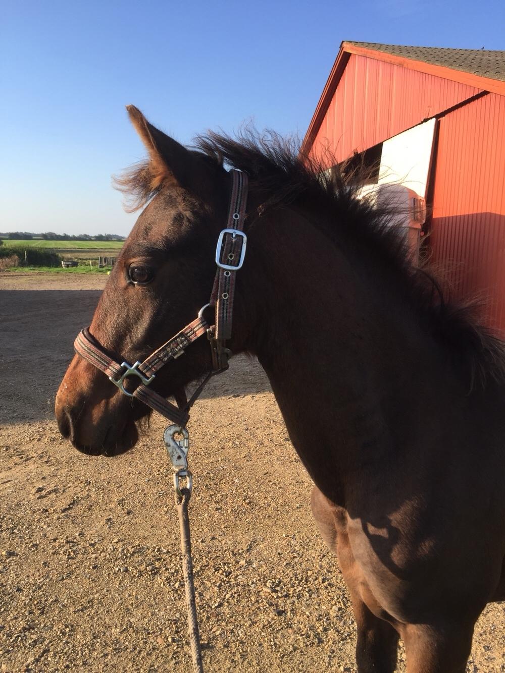 Barockpferd Vestergaard's Santiana billede 49