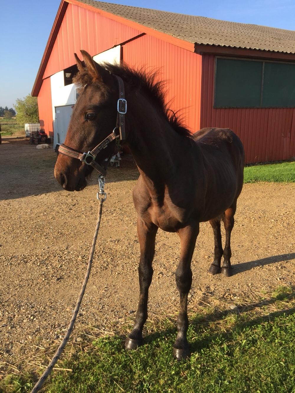 Barockpferd Vestergaard's Santiana billede 48