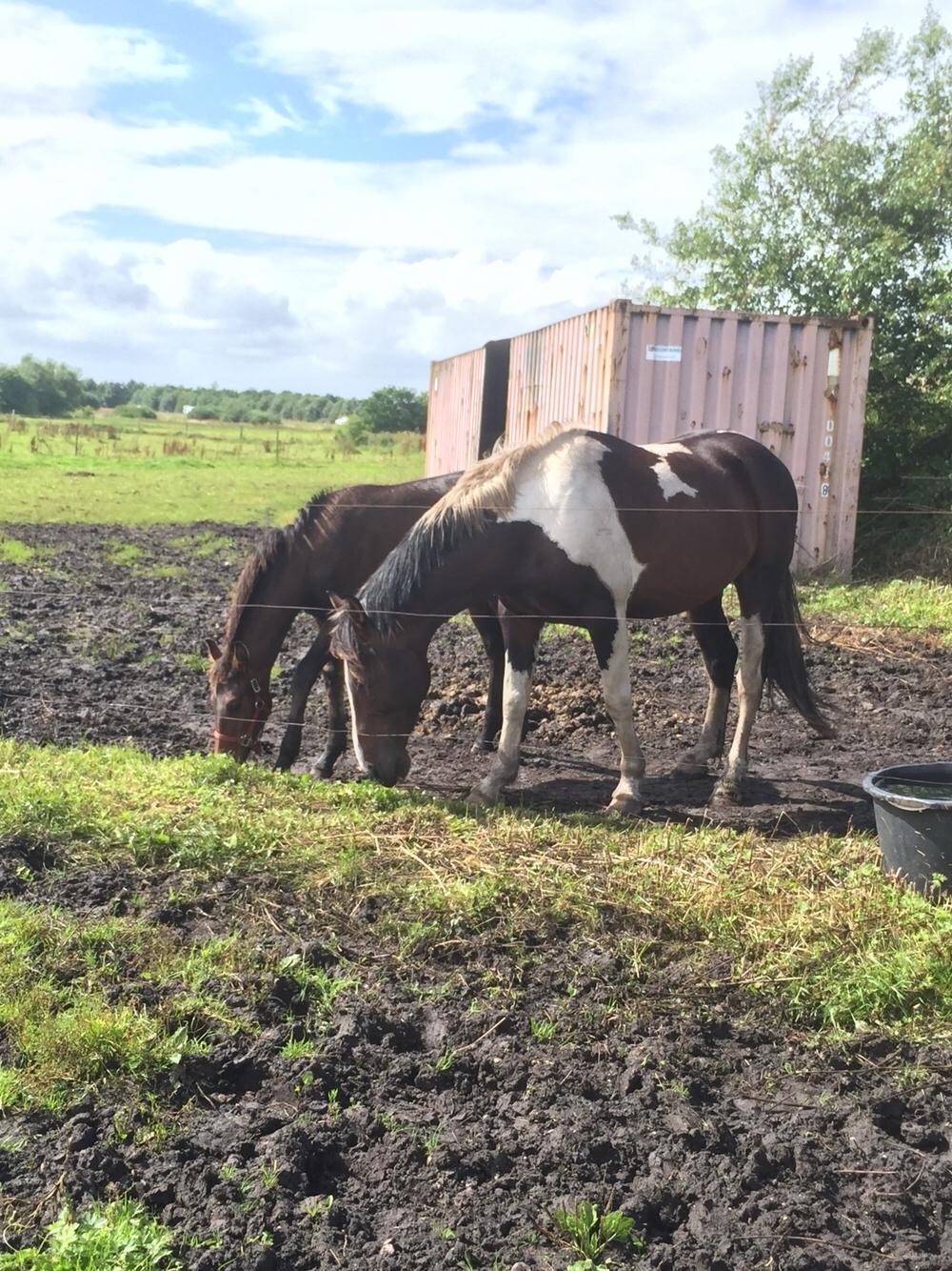 Barockpferd Vestergaard's Santiana billede 50