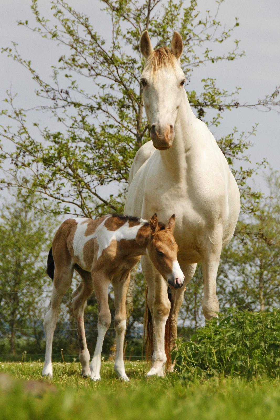 Tennessee Walker | Pride'n'Justice - 8 timer gammel billede 10