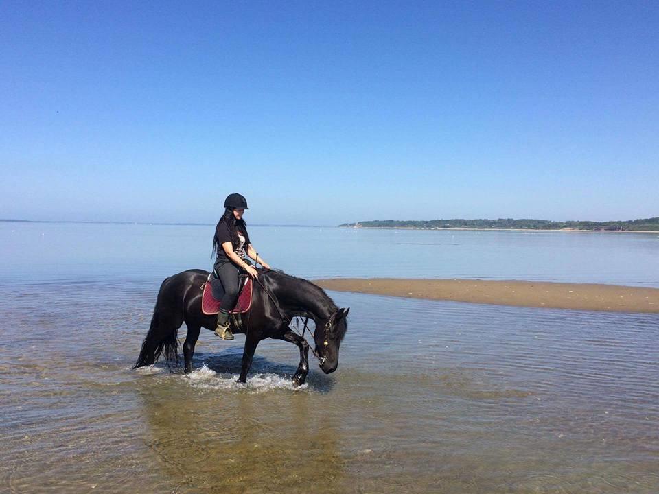 Frieser Migu van Årupgård - 27. maj 2017 ... Migu's 1. tur ved fjorden ... Fotograf: Louise, mobilbillede billede 42