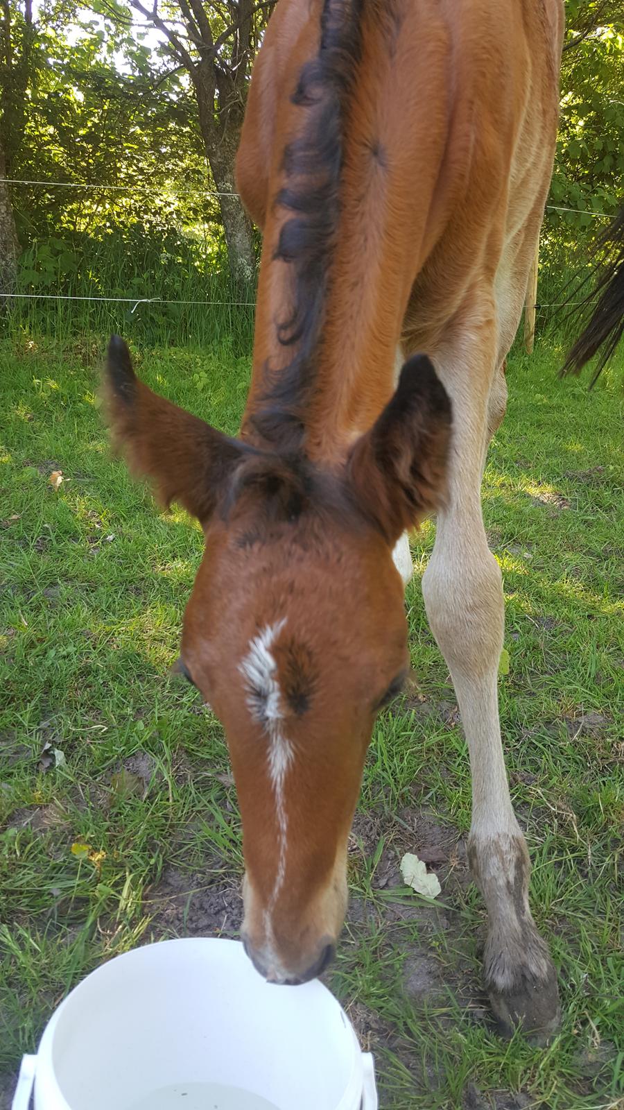 DSP Bjerring's trouble SPH 252 - og du er sikker på den ikke spiser mig ? den savlede jo på mig lige før ... billede 36