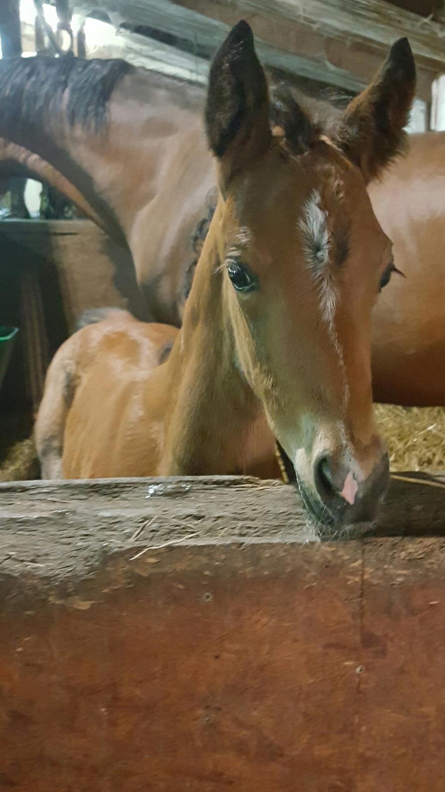 DSP Bjerring's trouble SPH 252 - Hey dig... klø mig ... billede 37