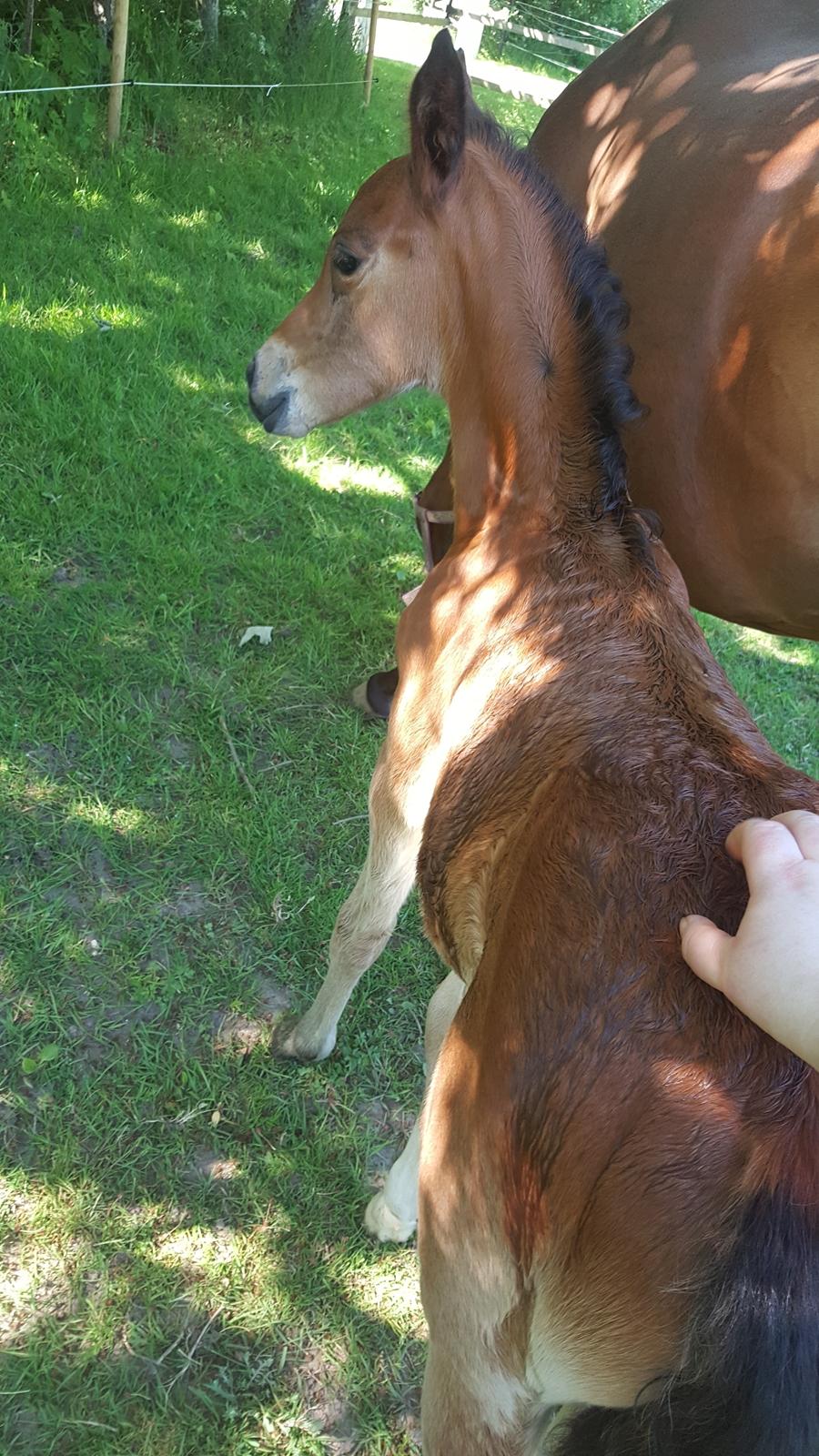 DSP Bjerring's trouble SPH 252 - det er ikke sjovt at blive våd, men det er rart at være våd  billede 35