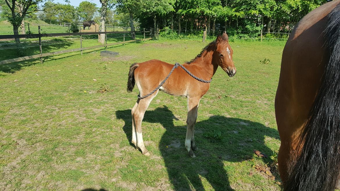 DSP Bjerring's trouble SPH 252 billede 38