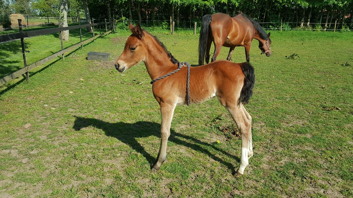 DSP Bjerring's trouble SPH 252 - dumme menneske ... nu kan jeg ikke gå  billede 39