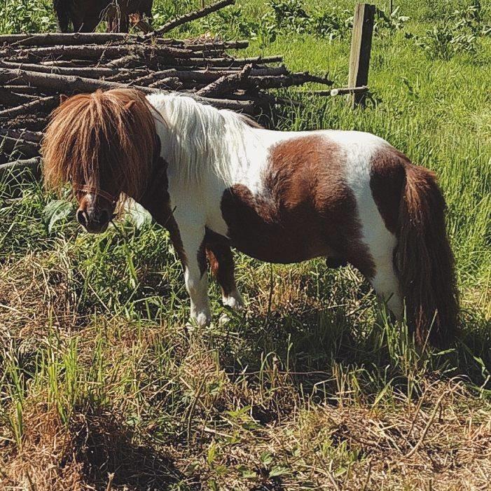 Shetlænder  | Mason's Max  billede 4