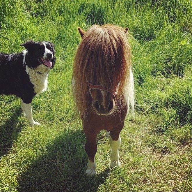 Shetlænder  | Mason's Max  billede 2