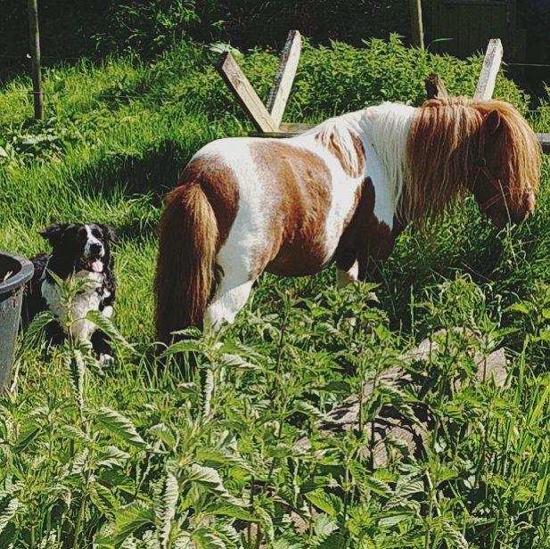 Shetlænder  | Mason's Max  billede 6