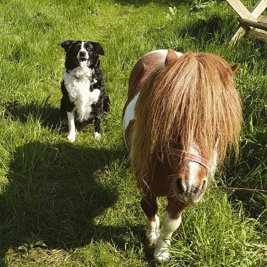 Shetlænder  | Mason's Max  billede 1