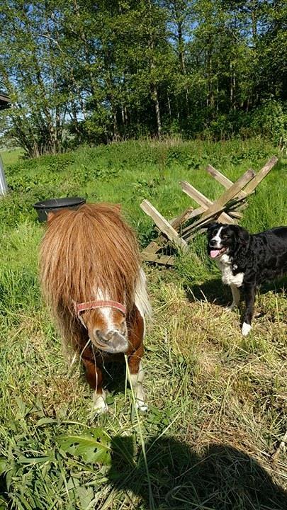 Shetlænder  | Mason's Max  billede 5