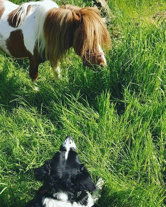 Shetlænder  | Mason's Max  billede 3