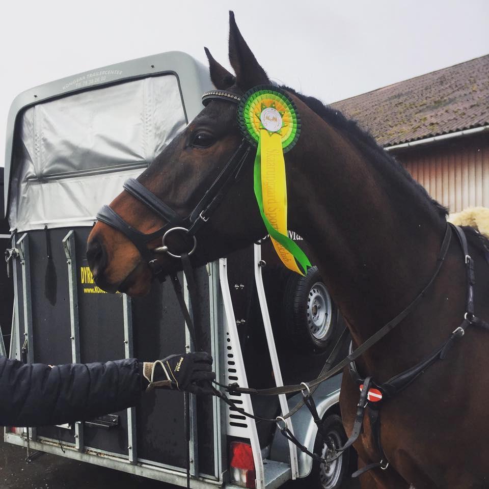 Anden særlig race Jackson Landie billede 9