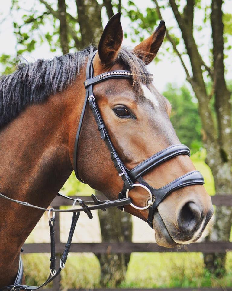 Anden særlig race Jackson Landie billede 7