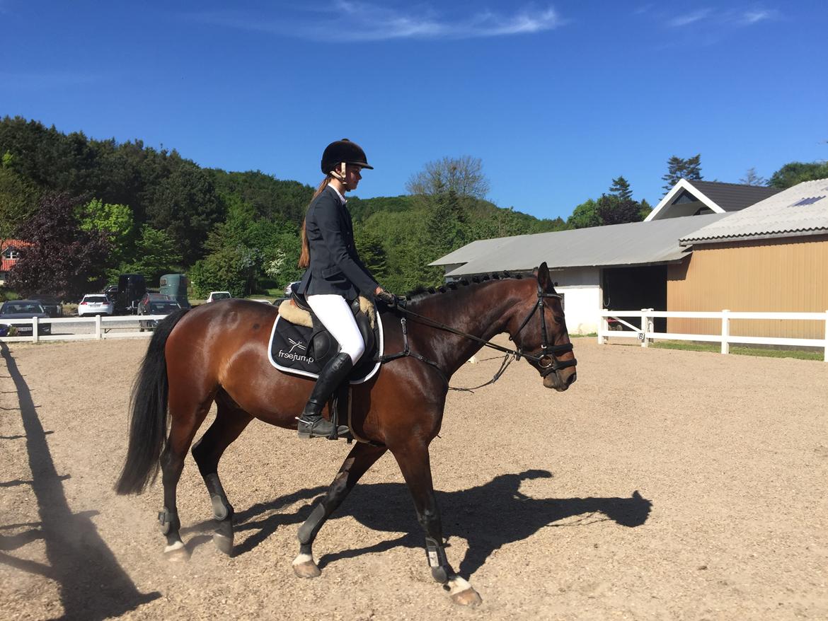 Anden særlig race Jackson Landie billede 6