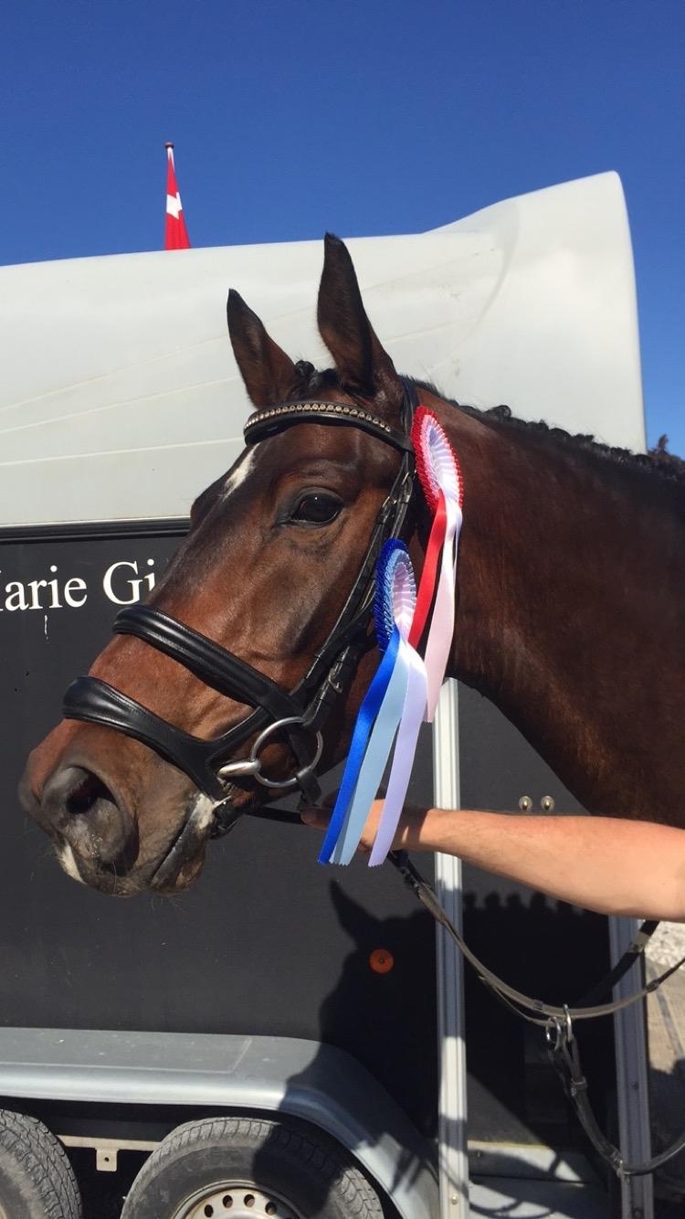 Anden særlig race Jackson Landie billede 5