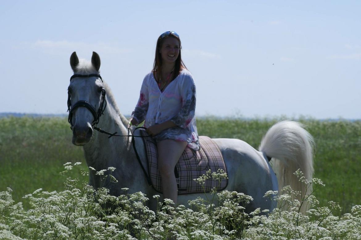 Lipizzaner Morgan's Lipi billede 15