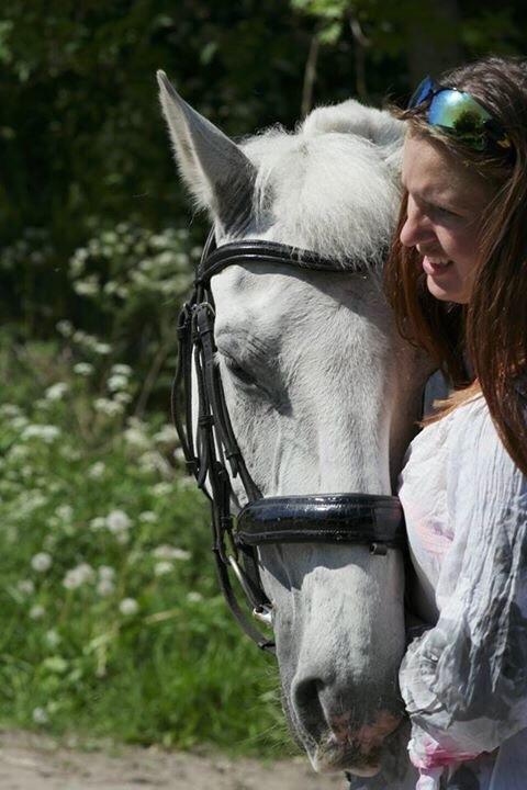 Lipizzaner Morgan's Lipi billede 16