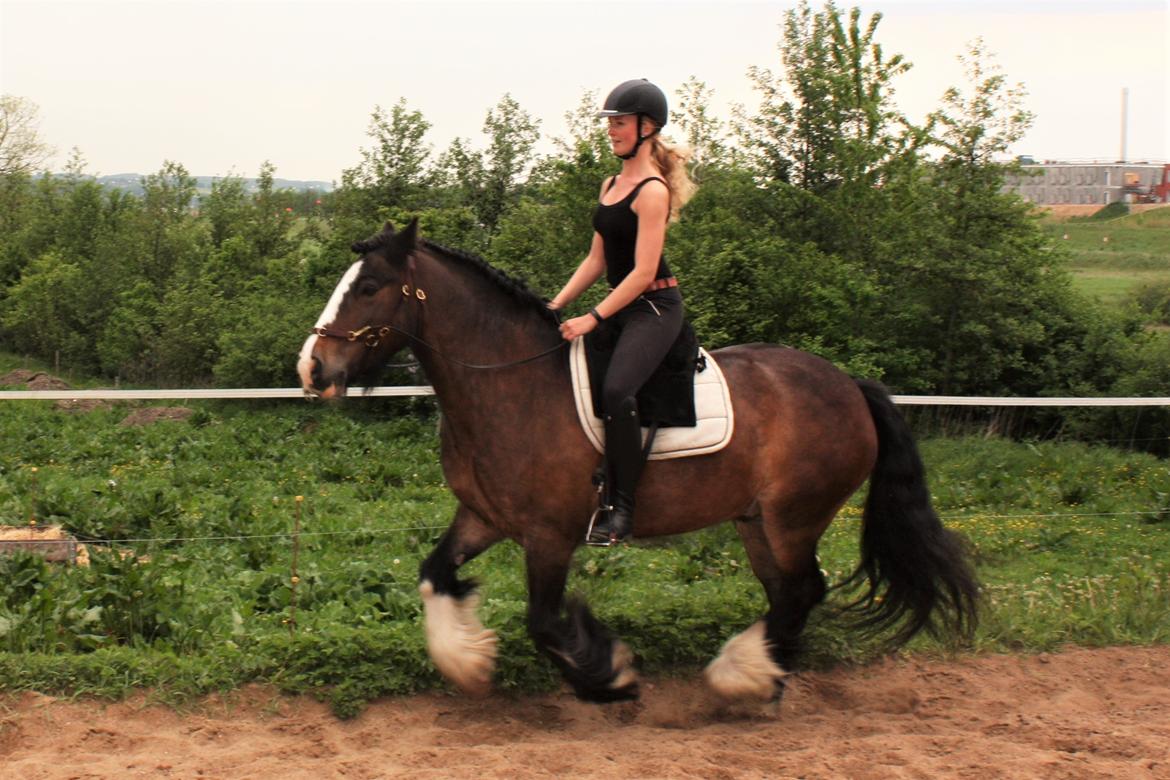 Irish Cob Shamrocks Rowan of Spades billede 20