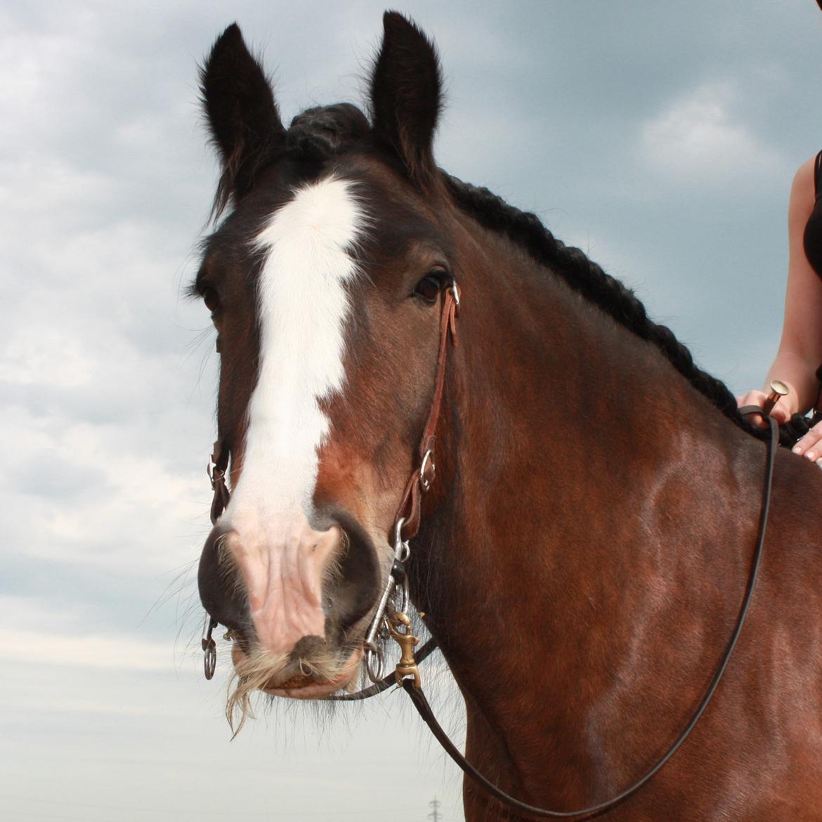 Irish Cob Shamrocks Rowan of Spades billede 2