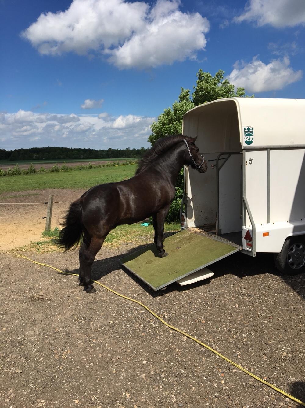 Islænder Gauski billede 13