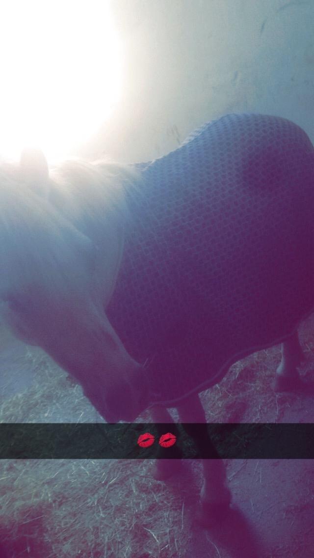 Welsh Mountain (sec A) (Rip) Tarzan (Leo) billede 1