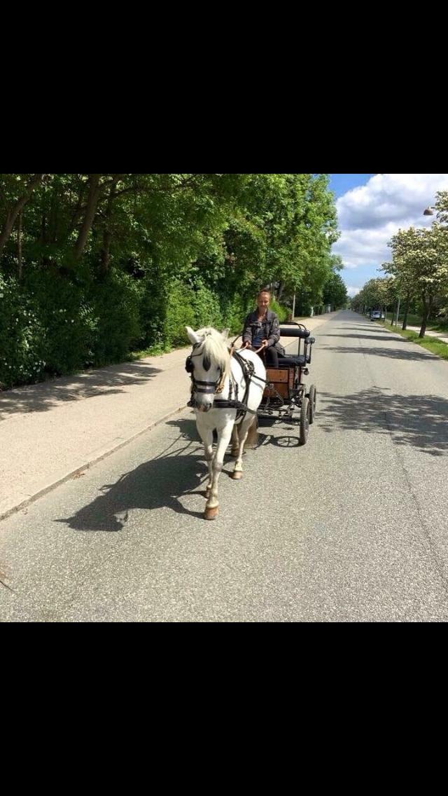 Welsh Mountain (sec A) (Rip) Tarzan (Leo) billede 3