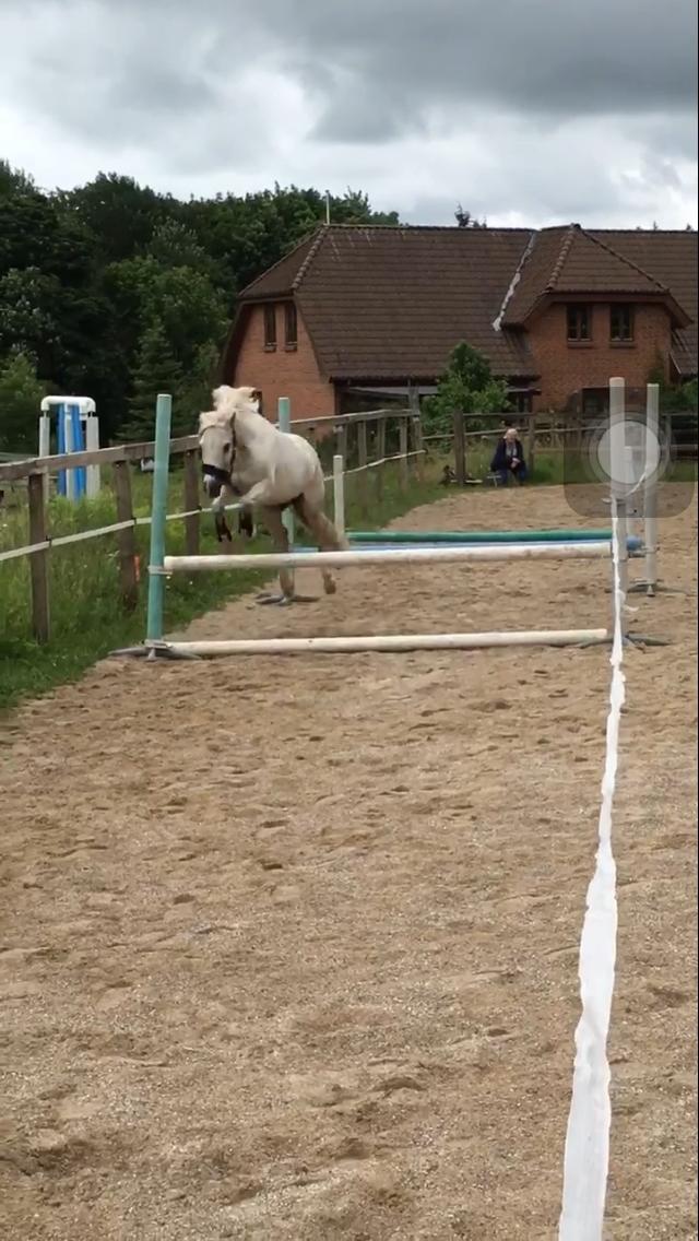 Welsh Mountain (sec A) (Rip) Tarzan (Leo) billede 2