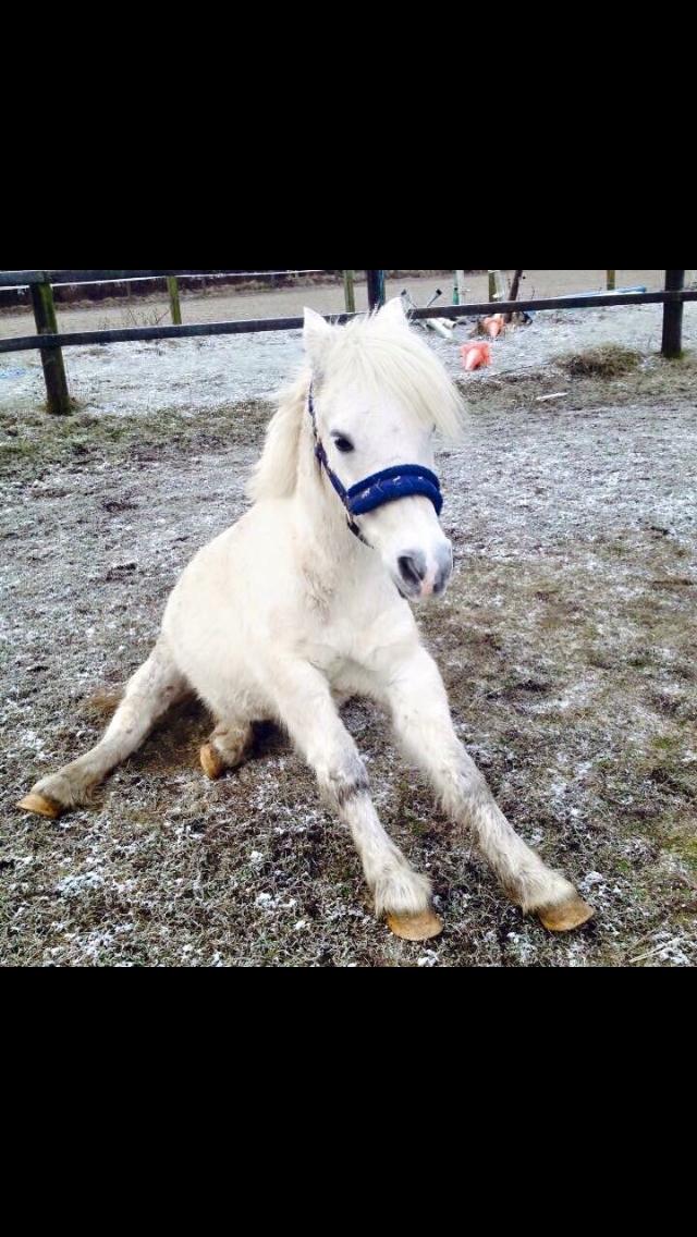 Welsh Mountain (sec A) (Rip) Tarzan (Leo) billede 4