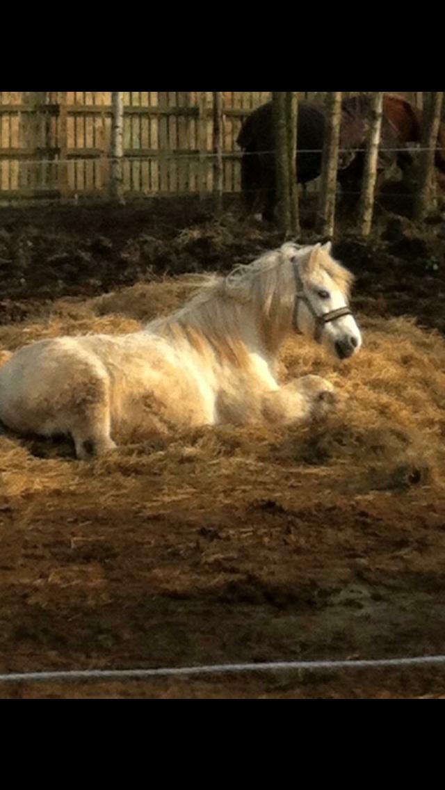 Welsh Mountain (sec A) (Rip) Tarzan (Leo) billede 6