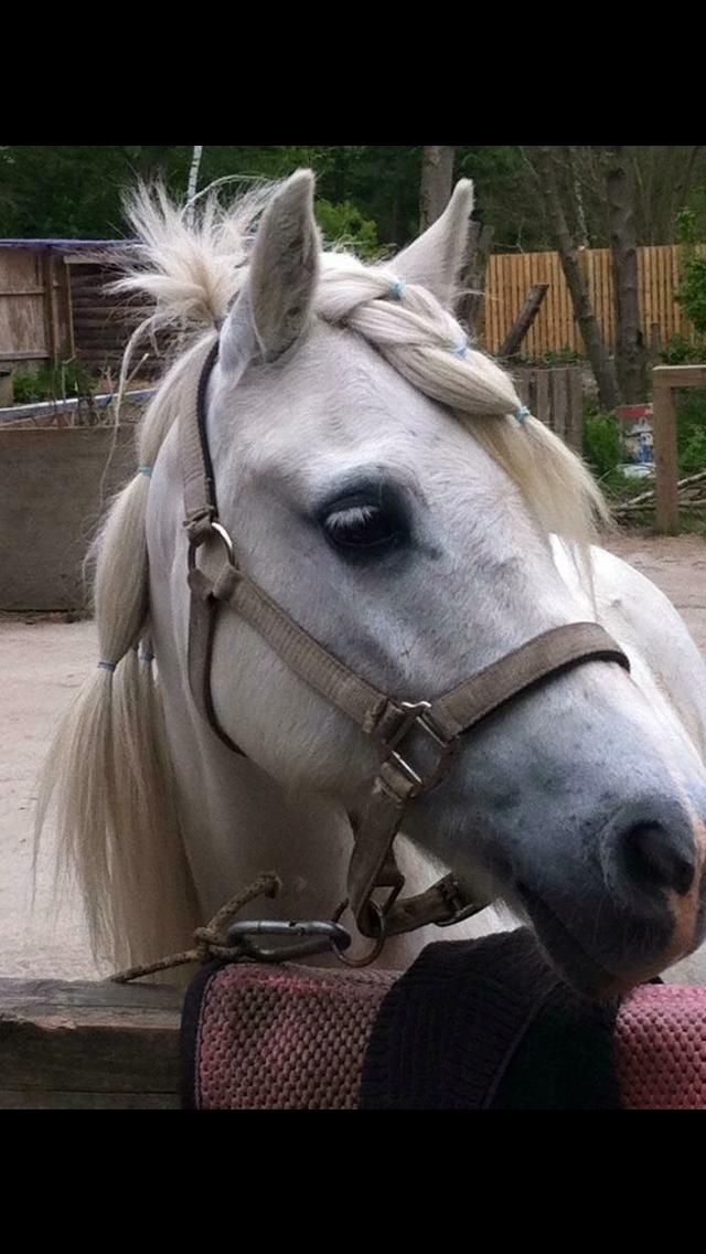 Welsh Mountain (sec A) (Rip) Tarzan (Leo) billede 7