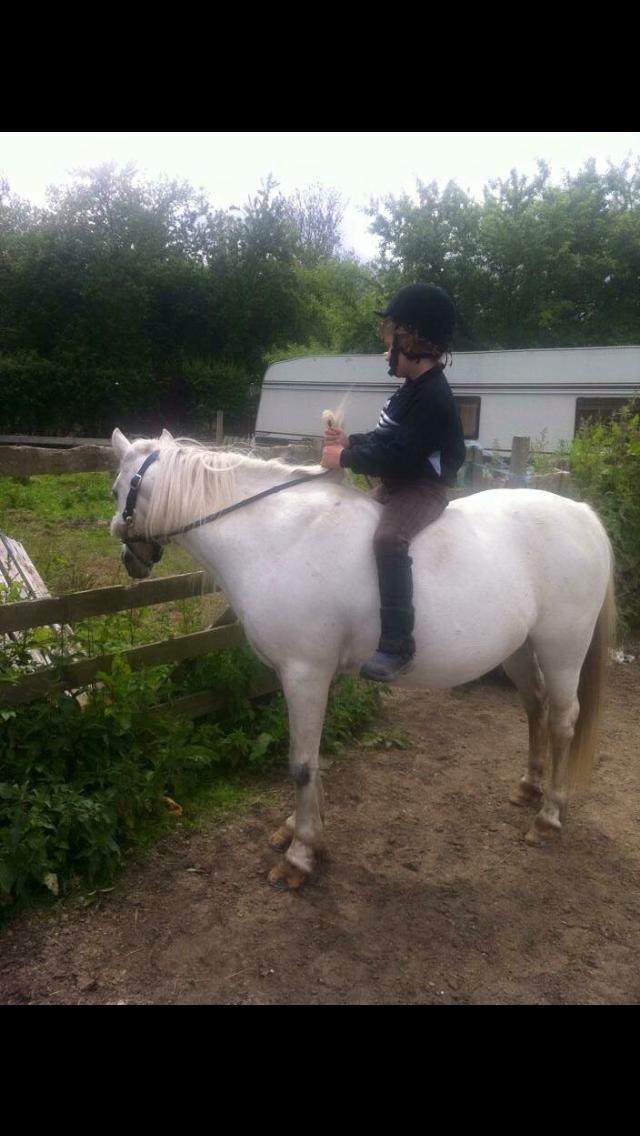 Welsh Mountain (sec A) (Rip) Tarzan (Leo) billede 8