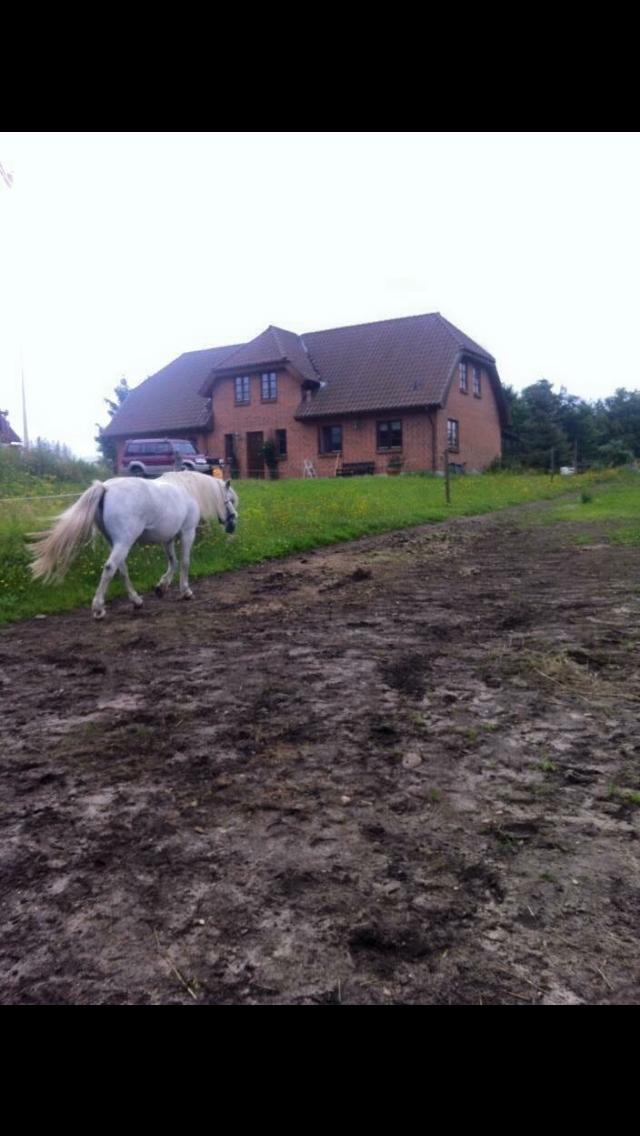 Welsh Mountain (sec A) (Rip) Tarzan (Leo) billede 9