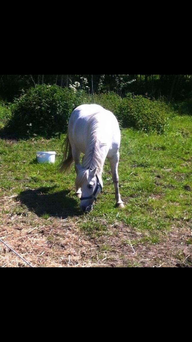 Welsh Mountain (sec A) (Rip) Tarzan (Leo) billede 5