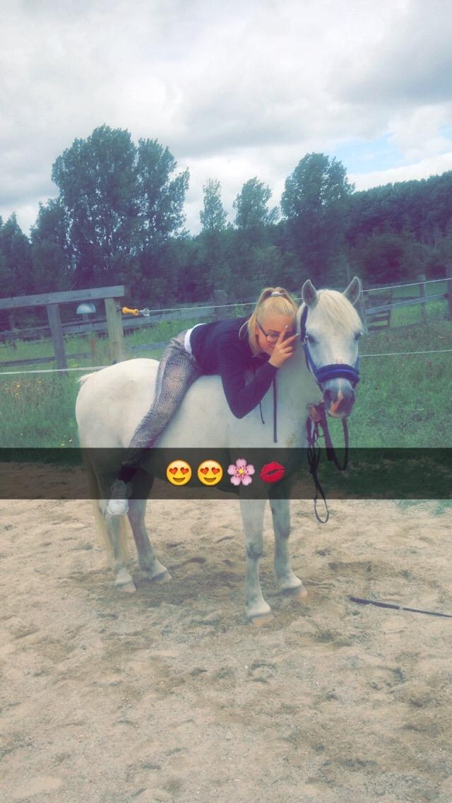 Welsh Mountain (sec A) (Rip) Tarzan (Leo) billede 11