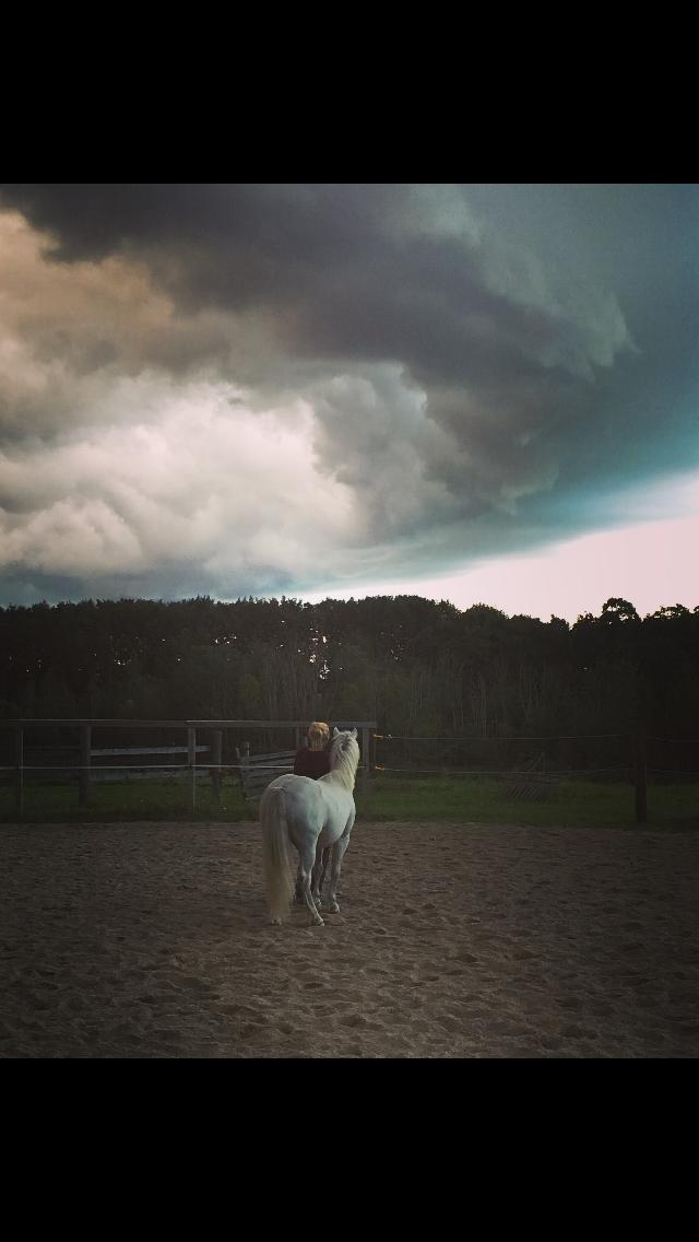 Welsh Mountain (sec A) (Rip) Tarzan (Leo) billede 12