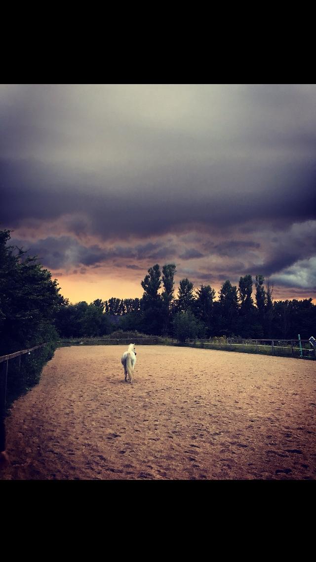 Welsh Mountain (sec A) (Rip) Tarzan (Leo) billede 13