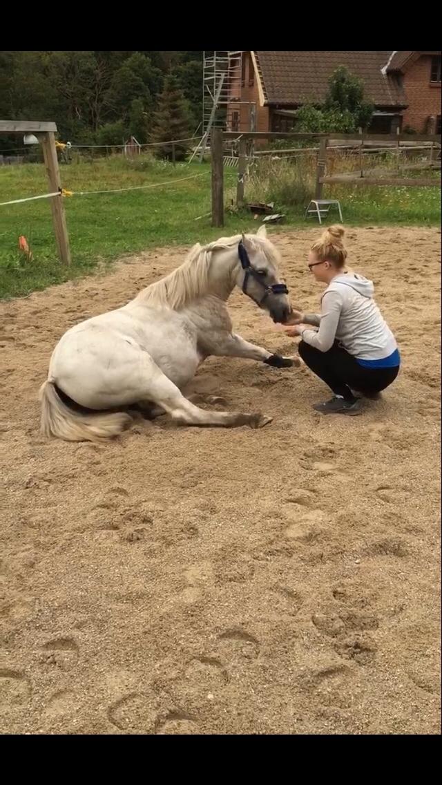 Welsh Mountain (sec A) (Rip) Tarzan (Leo) billede 14