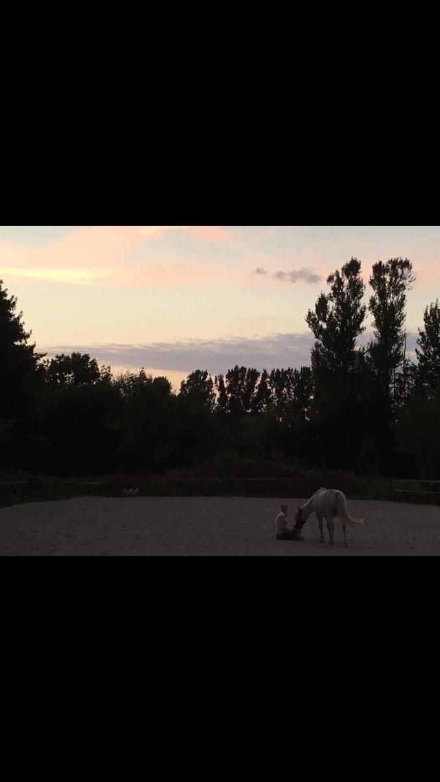 Welsh Mountain (sec A) (Rip) Tarzan (Leo) billede 15