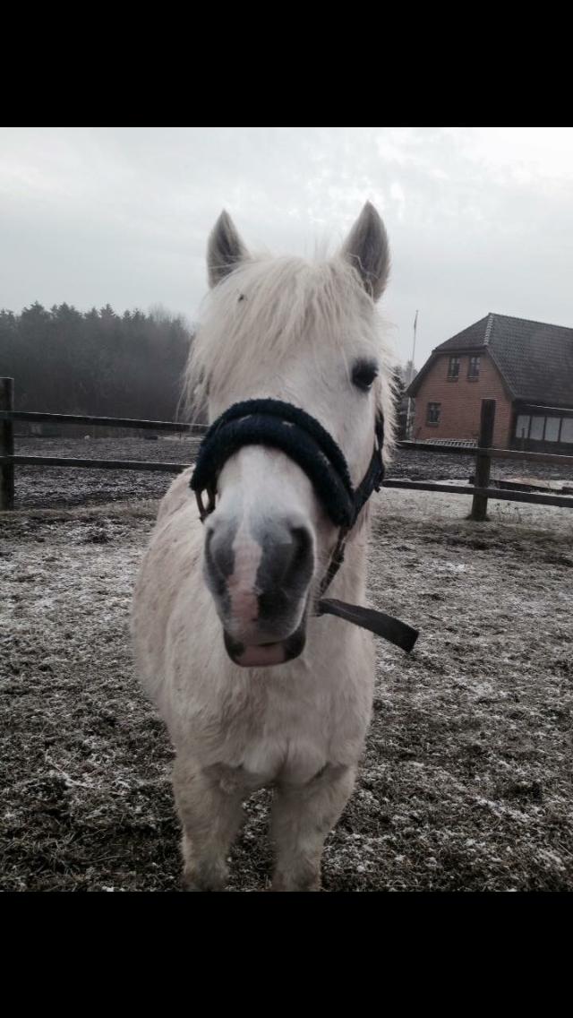 Welsh Mountain (sec A) (Rip) Tarzan (Leo) billede 10