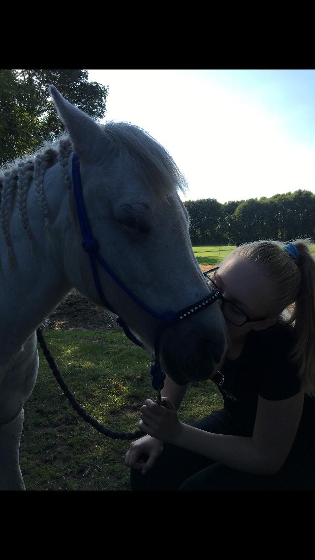 Welsh Mountain (sec A) (Rip) Tarzan (Leo) billede 17