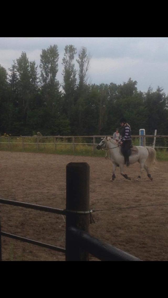 Welsh Mountain (sec A) (Rip) Tarzan (Leo) billede 18