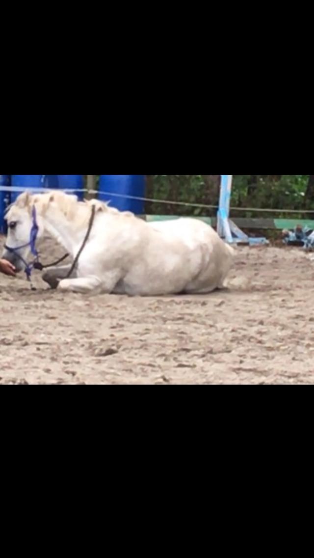 Welsh Mountain (sec A) (Rip) Tarzan (Leo) billede 16