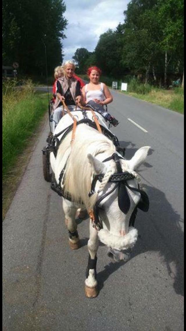 Welsh Mountain (sec A) (Rip) Tarzan (Leo) billede 20