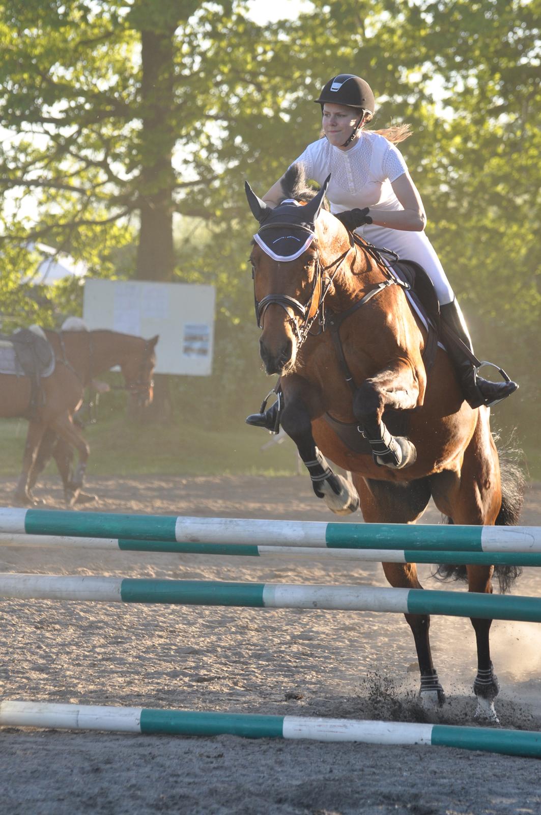 Dansk Varmblod Just Ask billede 17