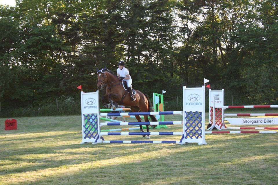 Dansk Varmblod Just Ask billede 19